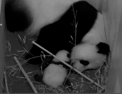 Panda Cam