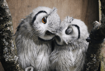 owls
