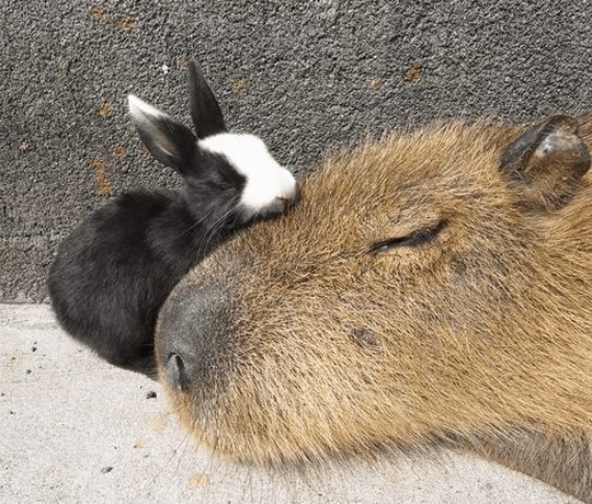 bunny love