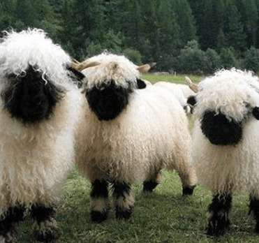 sheep