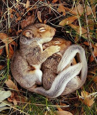 squirrel love