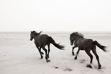 horses