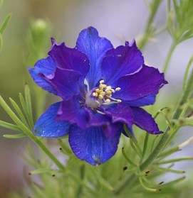 larkspur