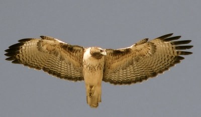 Red-Tailed Hawk in Flight-L 4