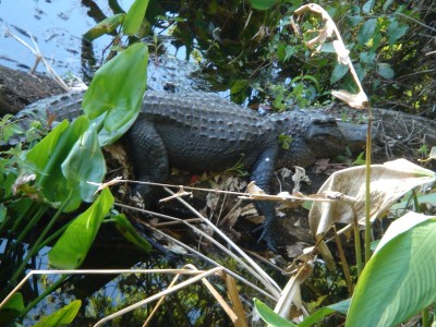 alligator snoozing