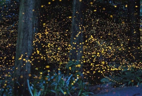 fireflies