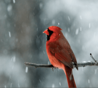cardinal